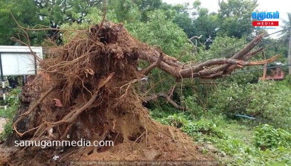 யாழில் நூற்றாண்டுகால பழமையான மரம் முறிந்து விழுந்தது! samugammedia 